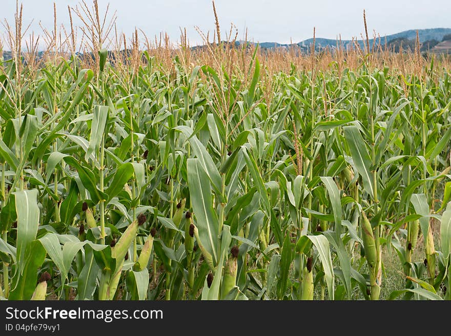 Row of fresh unpicked corn with hills on the background. Row of fresh unpicked corn with hills on the background.