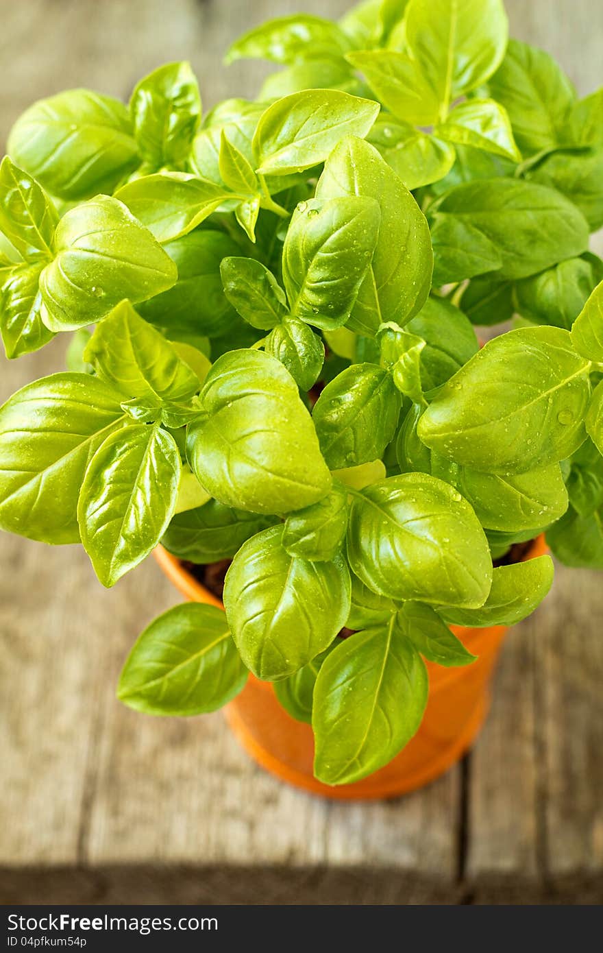 Fresh basil in an orange pot