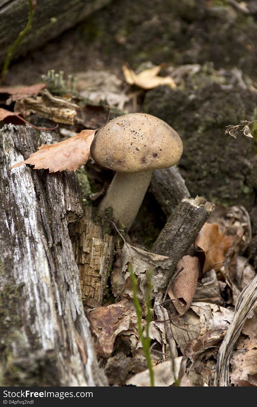 Brown cap boletus grows directly from the stump. Brown cap boletus grows directly from the stump