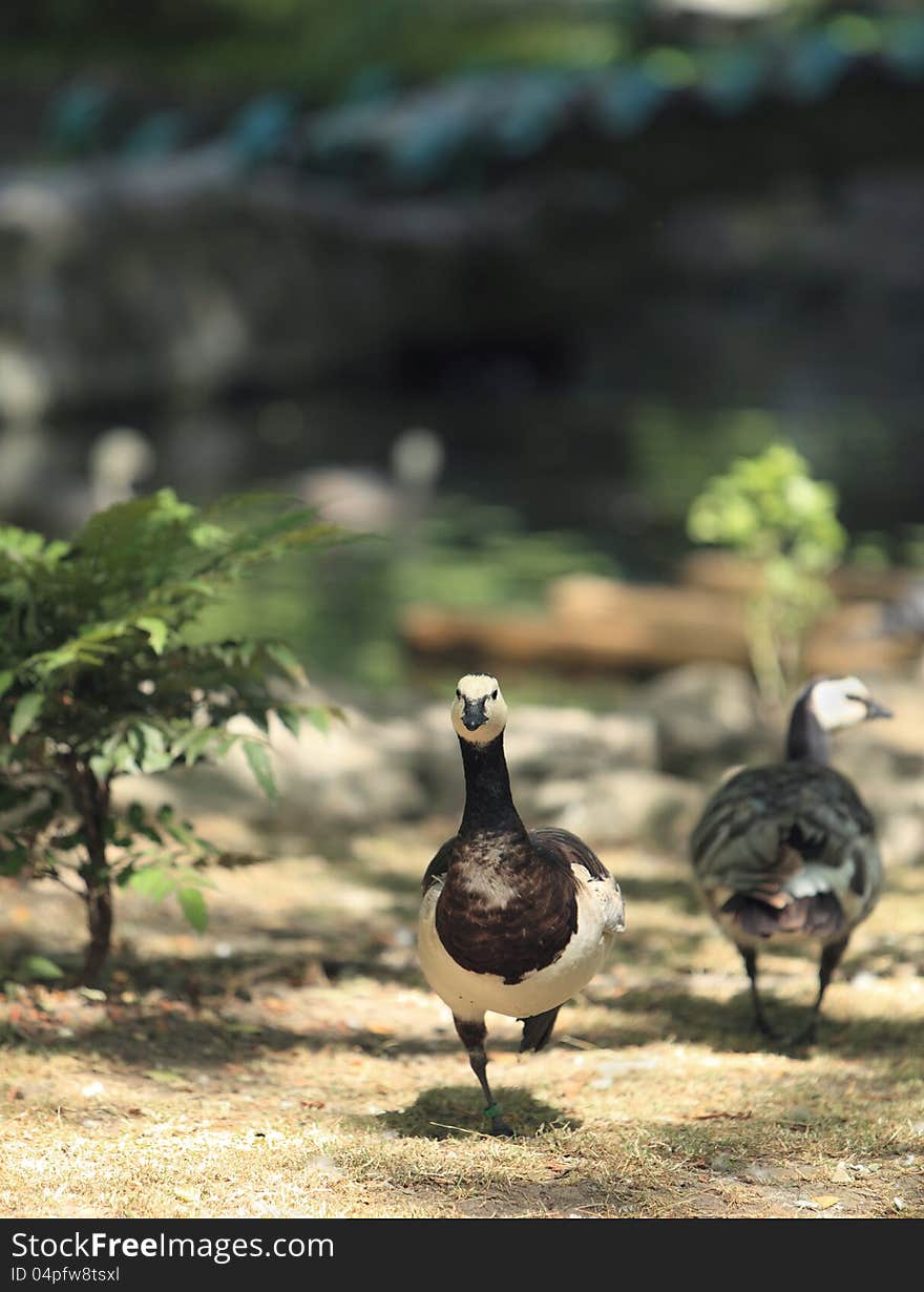 Goose runing in a stockyard. Goose runing in a stockyard.