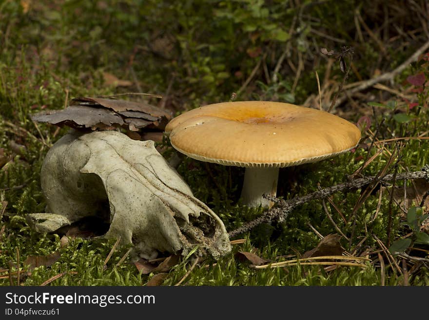 Skull near the fungus