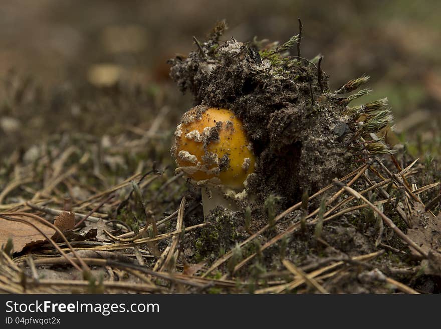 The colorful yellow mushroom growing in the forest. The colorful yellow mushroom growing in the forest