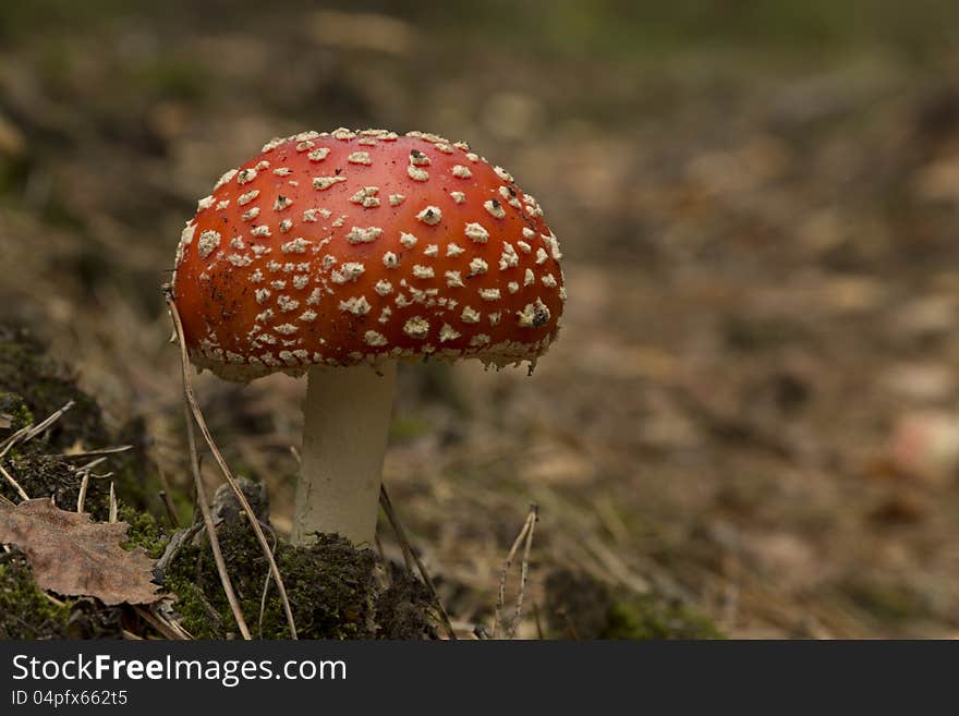 The colorful red mushroom growing in the forest. The colorful red mushroom growing in the forest