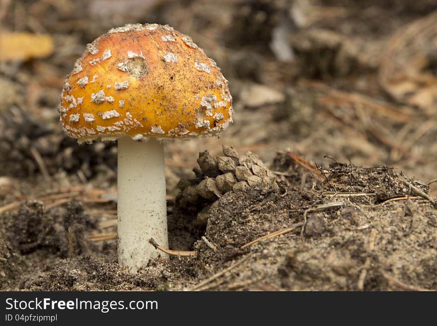 The colorful yellow mushroom growing in the forest. The colorful yellow mushroom growing in the forest