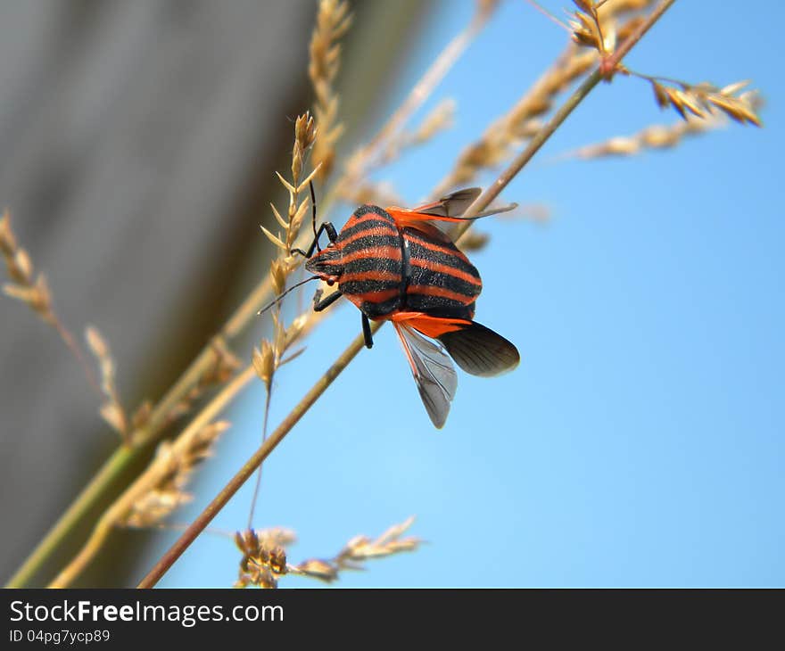 A red striped bug on a grass thread