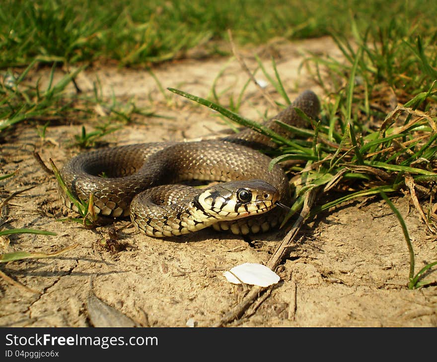 Grass snake coming