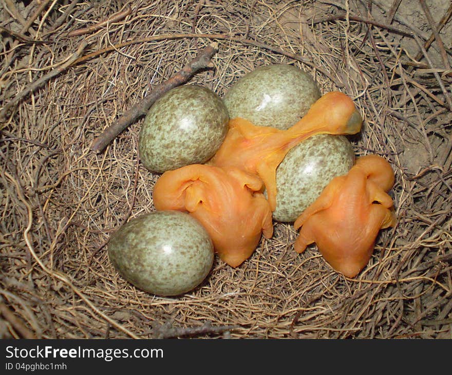 Three magpie babies with four eggs