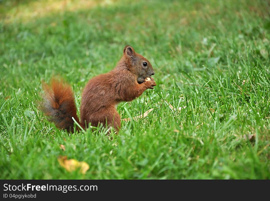 European Red Squirrel Eating a nut. European Red Squirrel Eating a nut