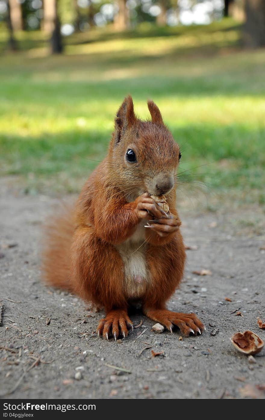 European Red Squirrel Eating a nut. European Red Squirrel Eating a nut