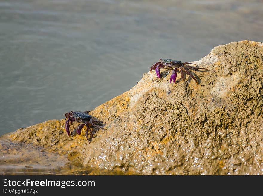 Meder mangrove crab