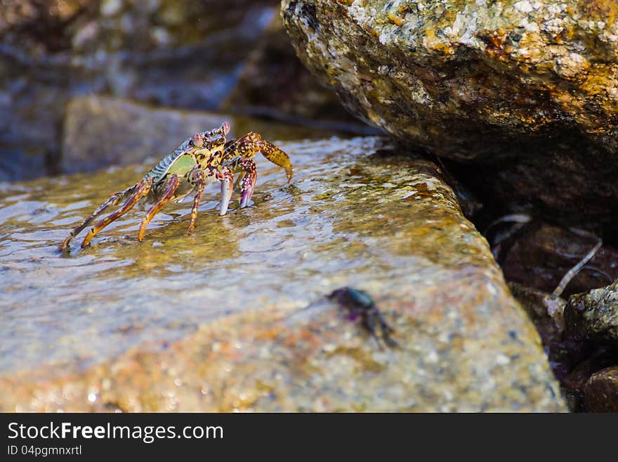 Shore crab on the rock