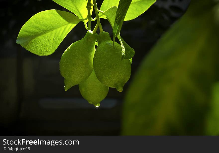 Fine image of three lemon fruits on dark background. Fine image of three lemon fruits on dark background