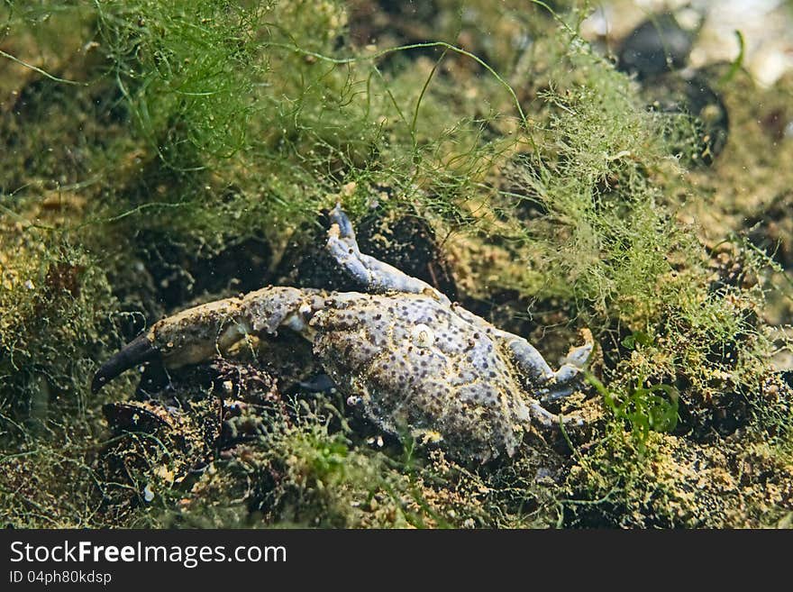 A small crab on the sea floor. A small crab on the sea floor