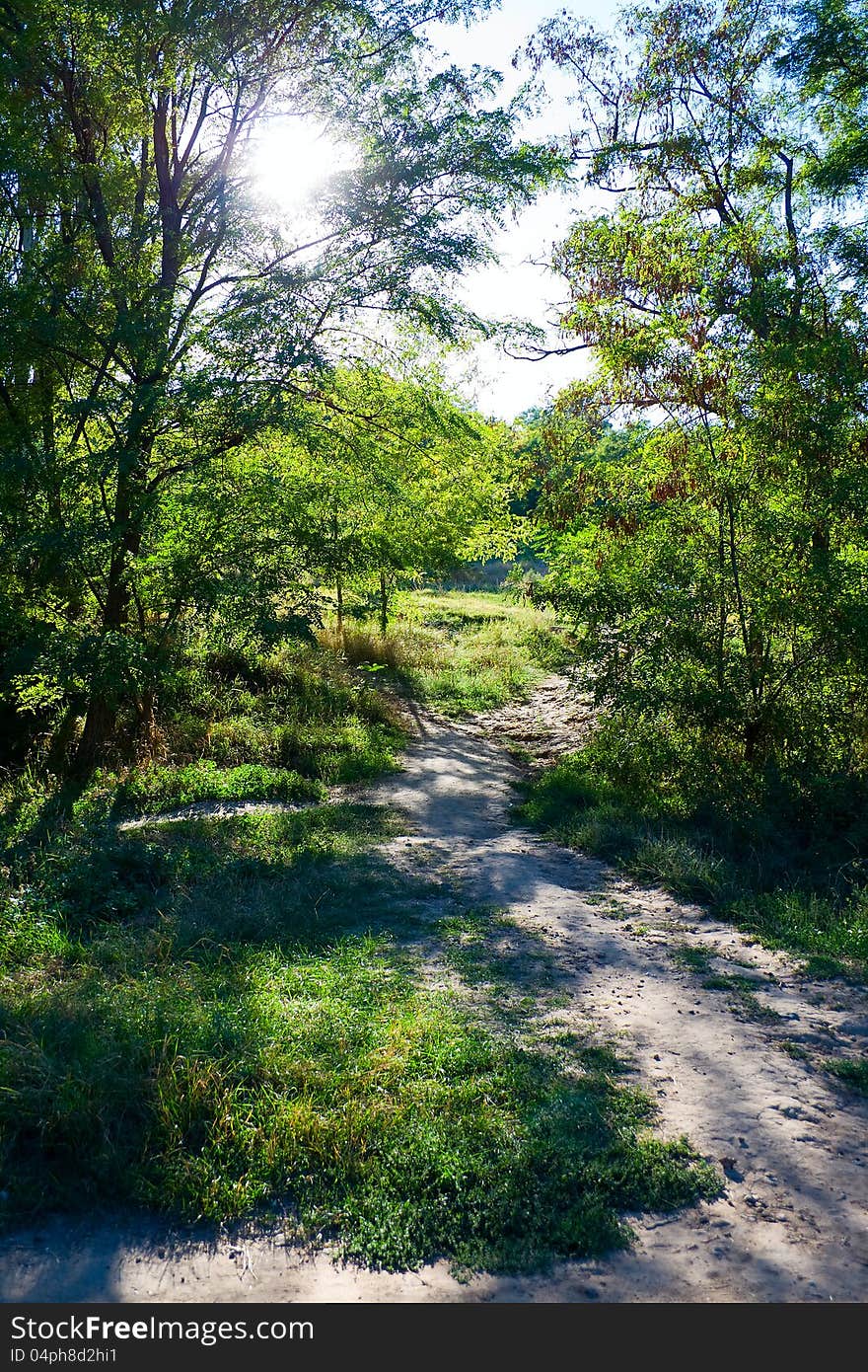 Pathway in the forest