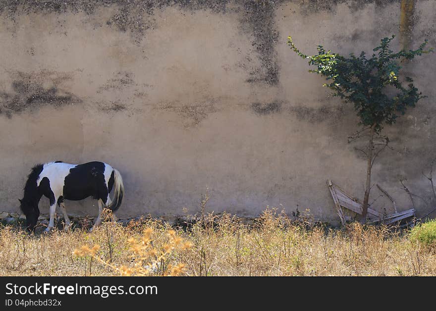 A horse grazing on some wasteland. A horse grazing on some wasteland