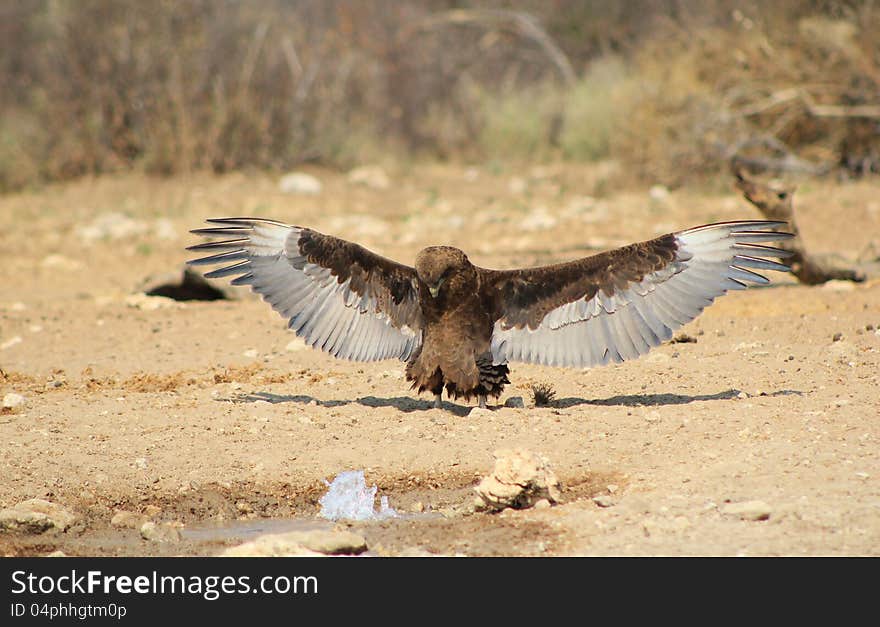 An amazing photograph that was taken on a game ranch in Namibia, Africa. An adult Brown Snake Eagle with expanded wings after drinking water. As if praying. An amazing photograph that was taken on a game ranch in Namibia, Africa. An adult Brown Snake Eagle with expanded wings after drinking water. As if praying.