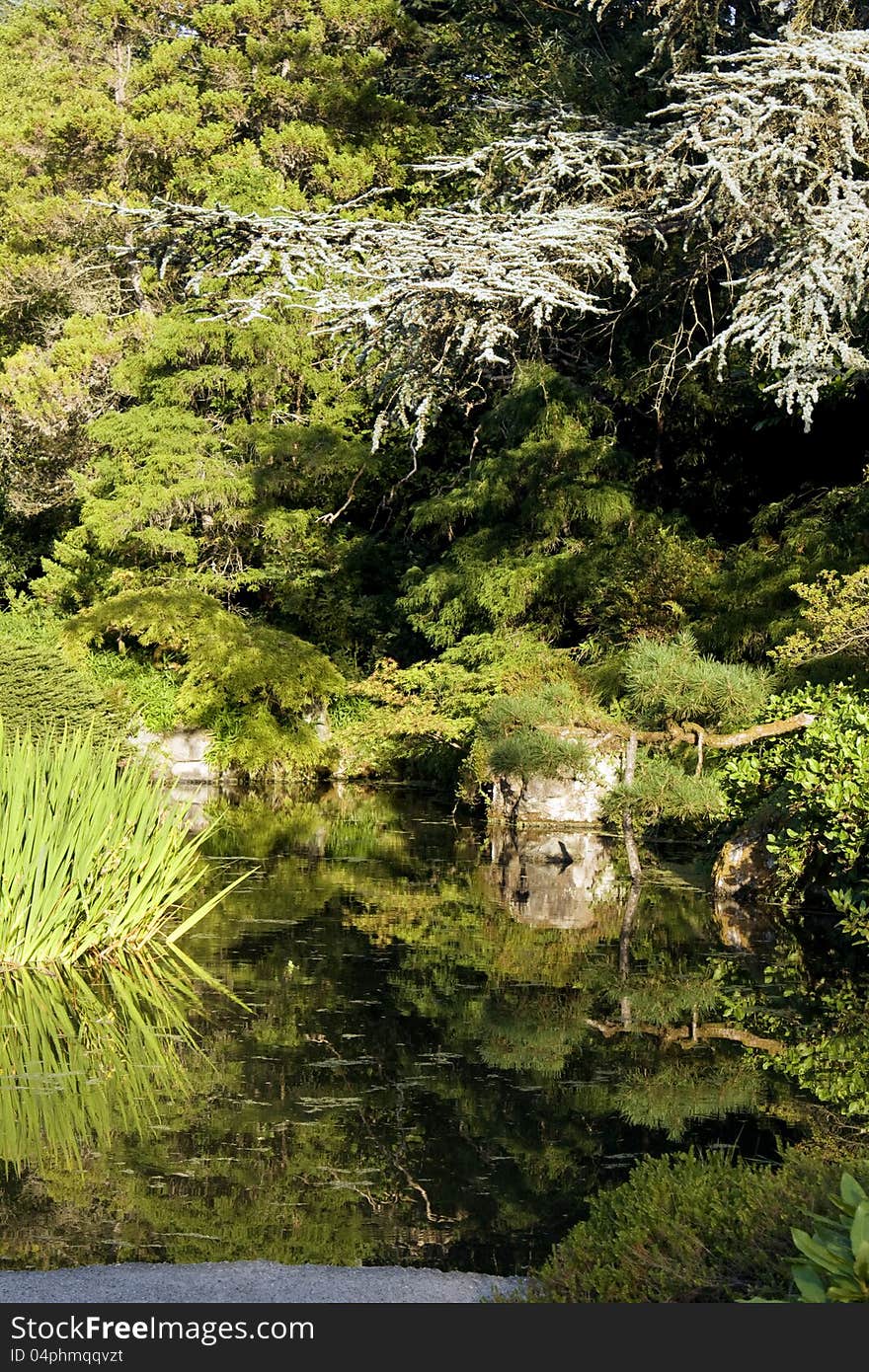 A garden with beautiful reflection of the lush greenery. A garden with beautiful reflection of the lush greenery.