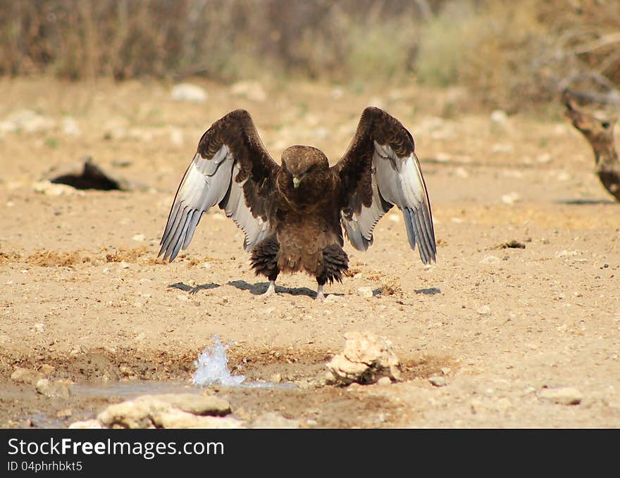 An adult Brown Snake Eagle with wings opening up. Photo taken in Namibia, Africa. An adult Brown Snake Eagle with wings opening up. Photo taken in Namibia, Africa.