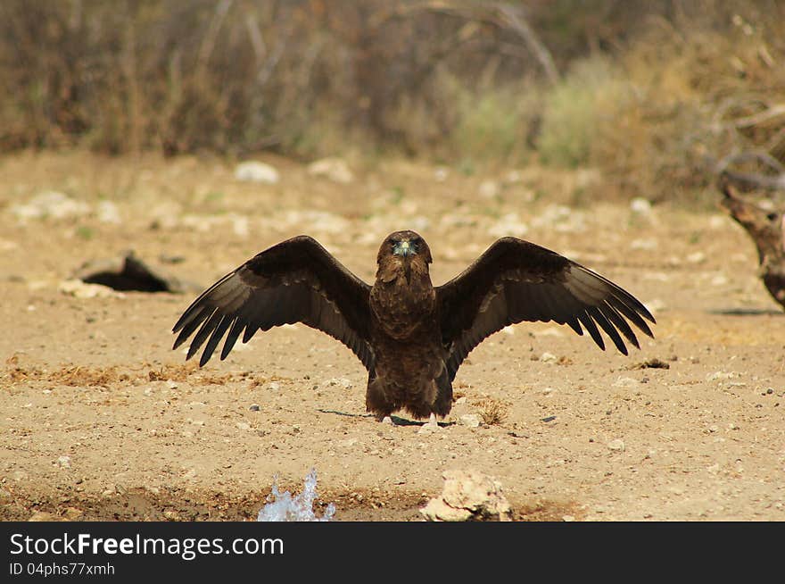 An adult Brown Snake Eagle with wings opening up. Photo taken in Namibia, Africa. An adult Brown Snake Eagle with wings opening up. Photo taken in Namibia, Africa.