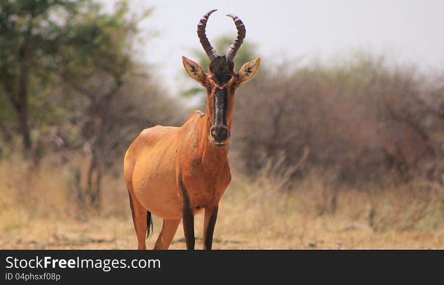 Hartebeest, Red - Long Face