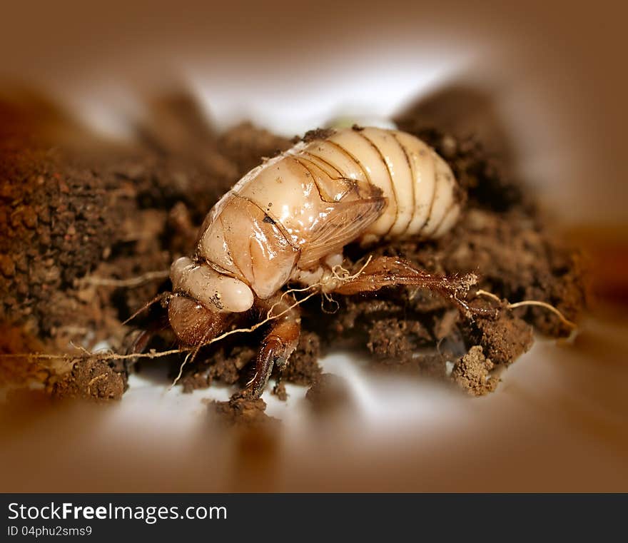 Christmas beetle larvae  Scarabaeidae