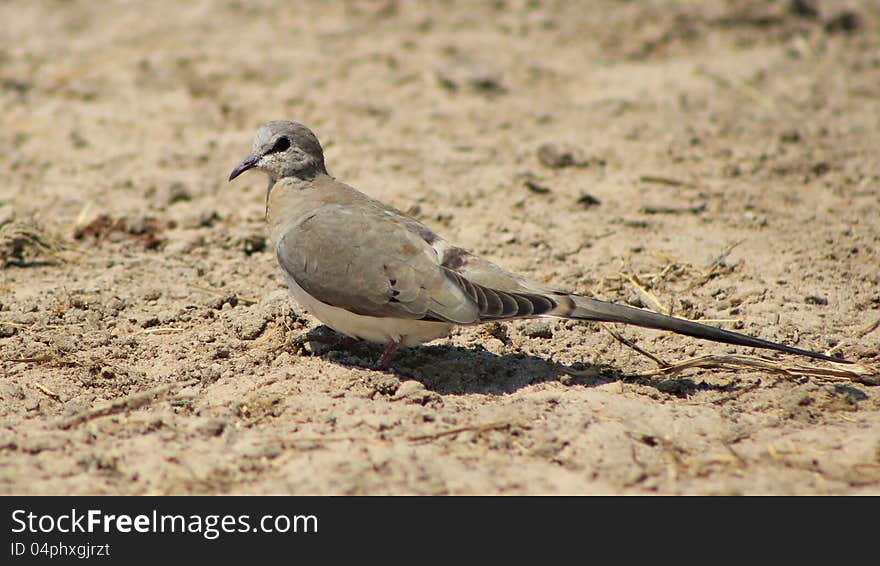 Namaquae Dove, Female - African Gamebird