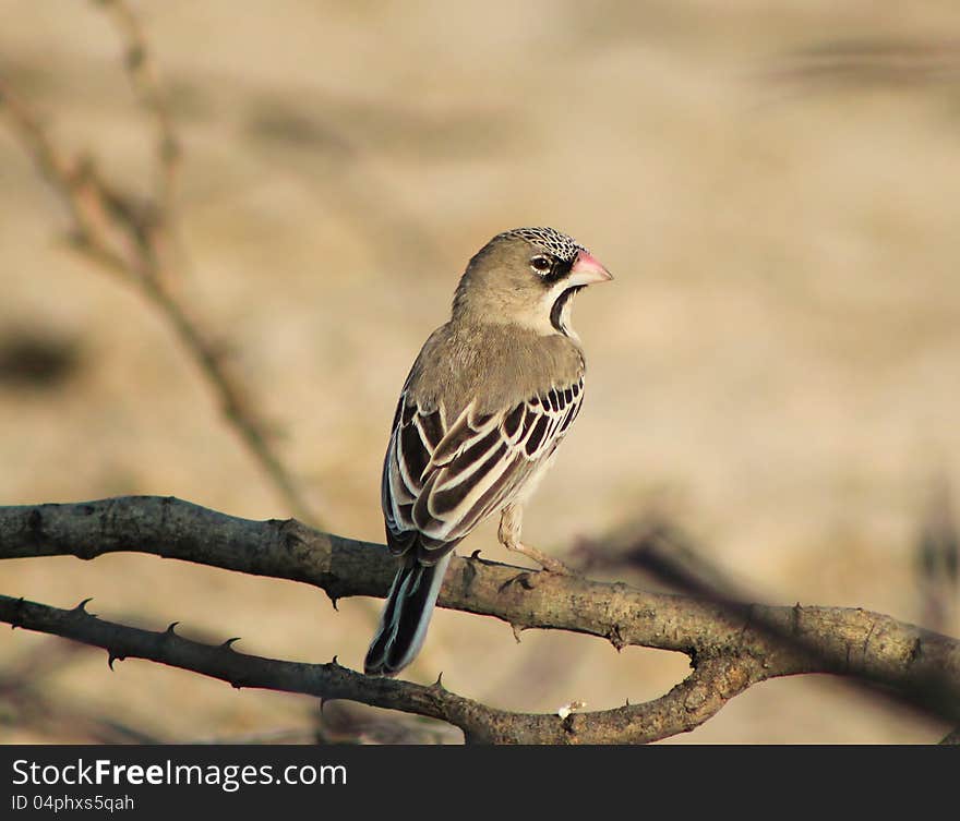 Adult Scaly Feathered Finch at a watering hole in Namibia, Africa. Adult Scaly Feathered Finch at a watering hole in Namibia, Africa.