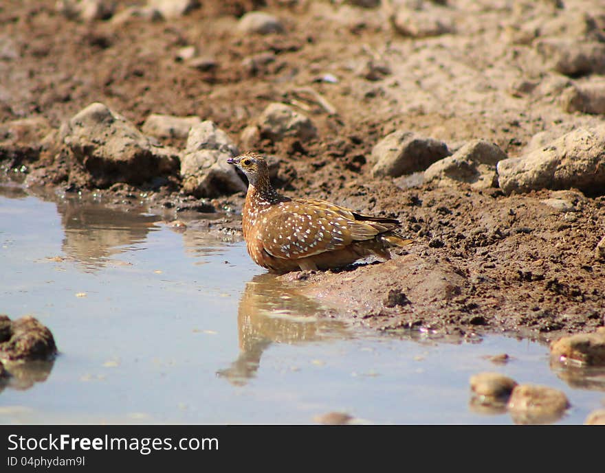 Adult female Namaqua Sandgrouse at a watering hole in Namibia, Africa. Adult female Namaqua Sandgrouse at a watering hole in Namibia, Africa.