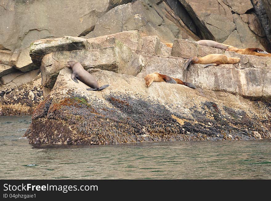 Sea Lions