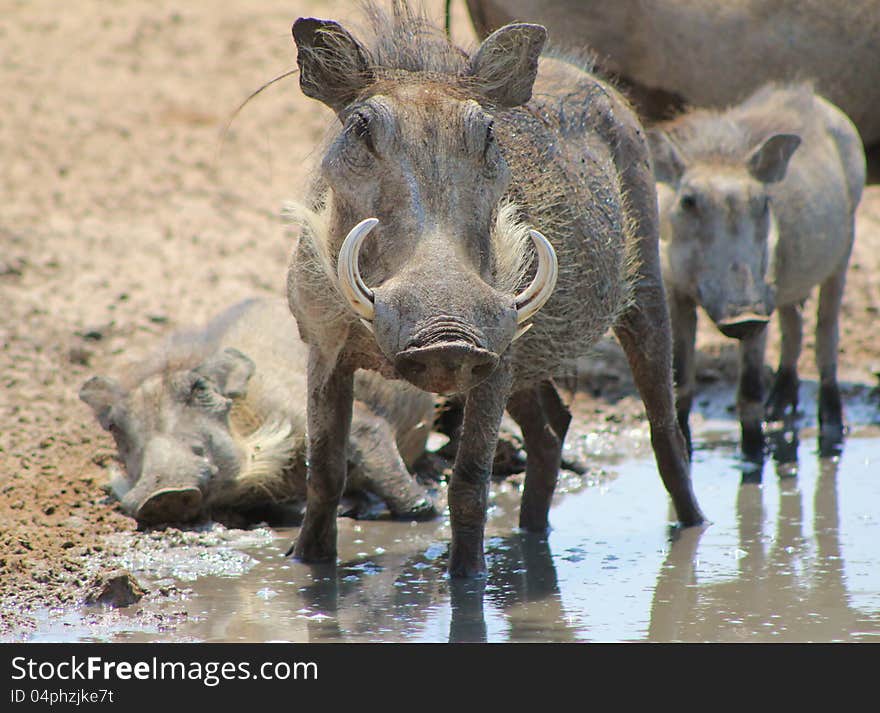 Warthog Family - Taking It Easy At The Pool