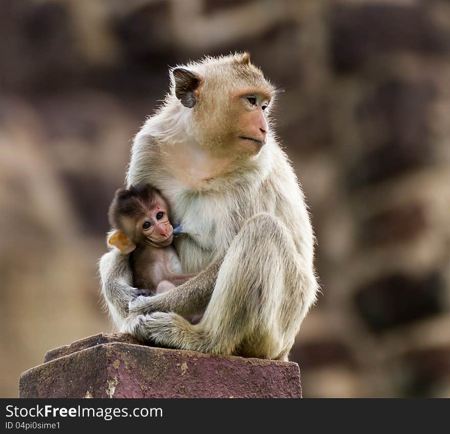 Baby monkey eating milk from the mother. Baby monkey eating milk from the mother