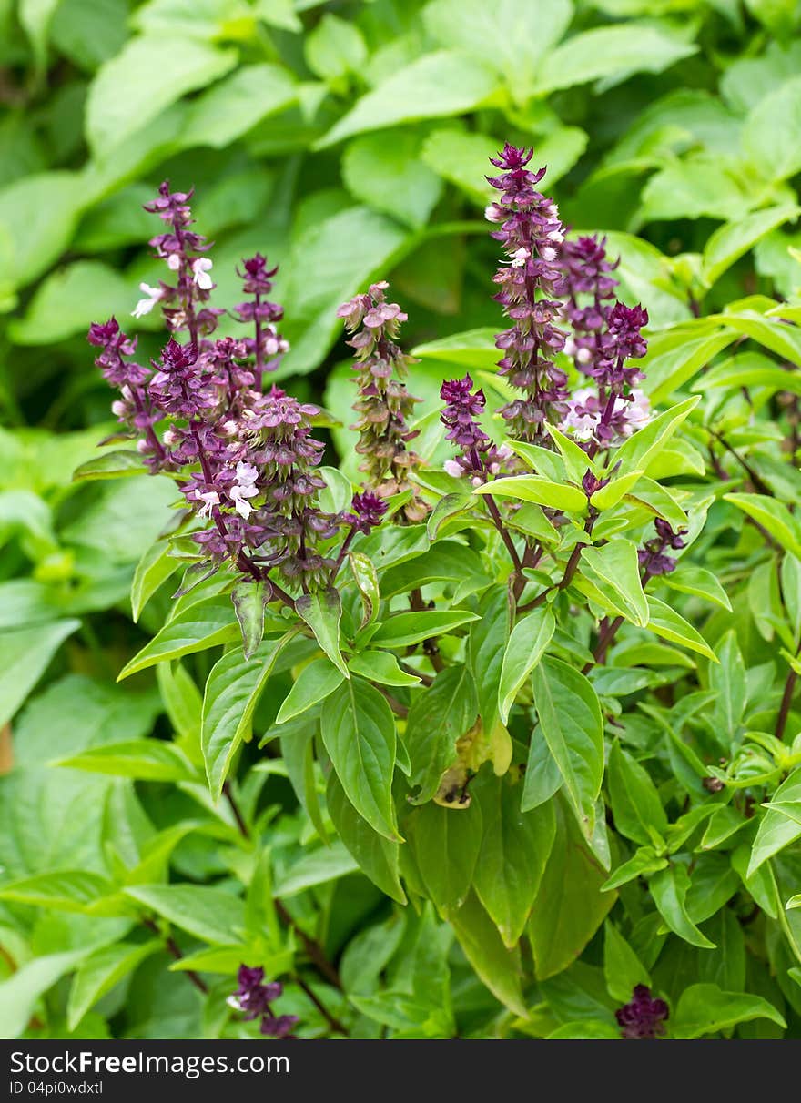 Fresh basil flower plant in the garden. Fresh basil flower plant in the garden