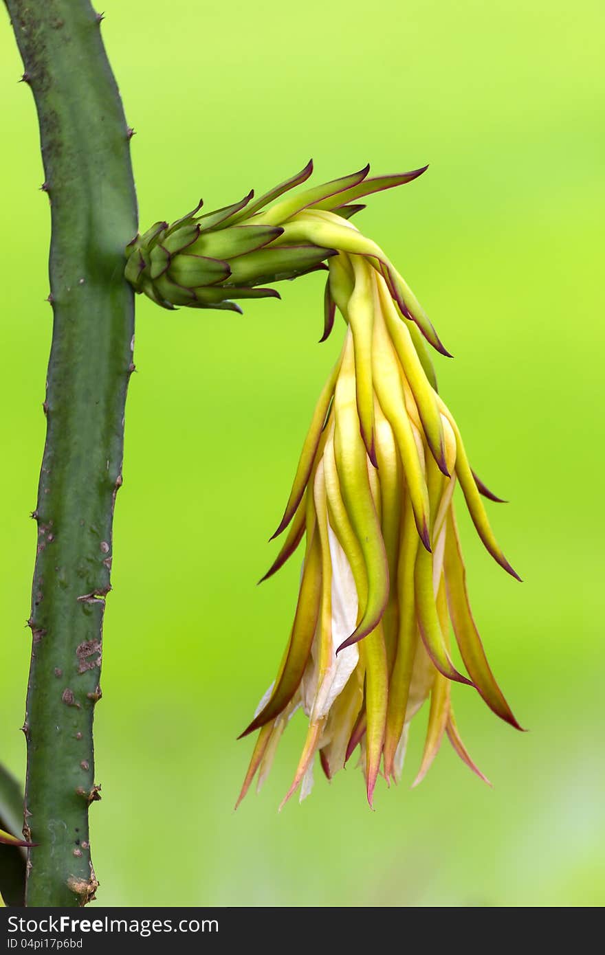 Dragon fruit flower  bud on  tree in the backyard gardens