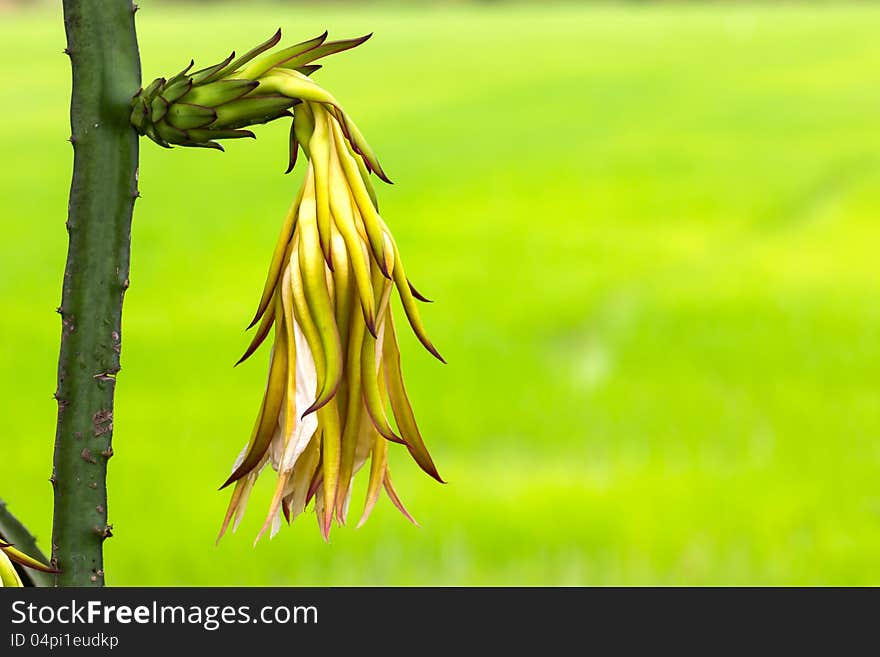 Dragon fruit flower bud on tree in the backyard gardens