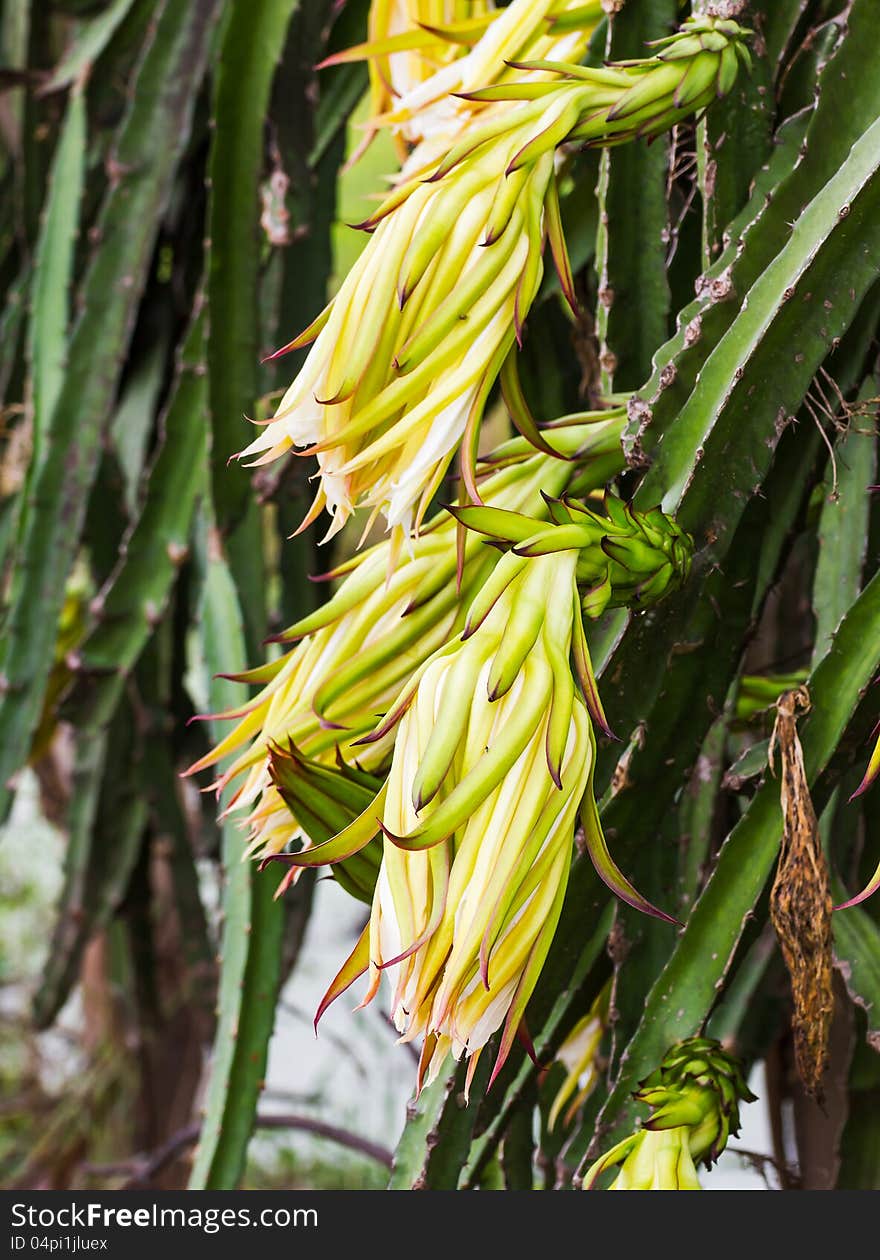 Dragon fruit flower bud on tree in the backyard gardens