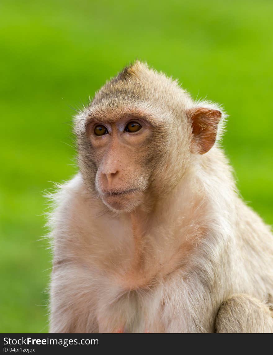 Macaque Mongkey Closeup