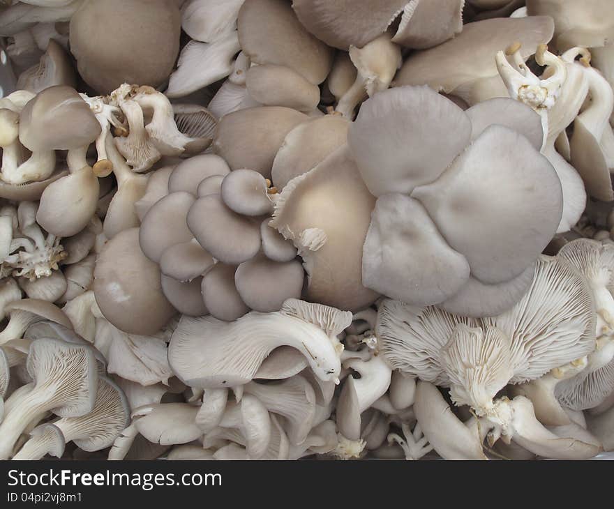 Organic Mushrooms