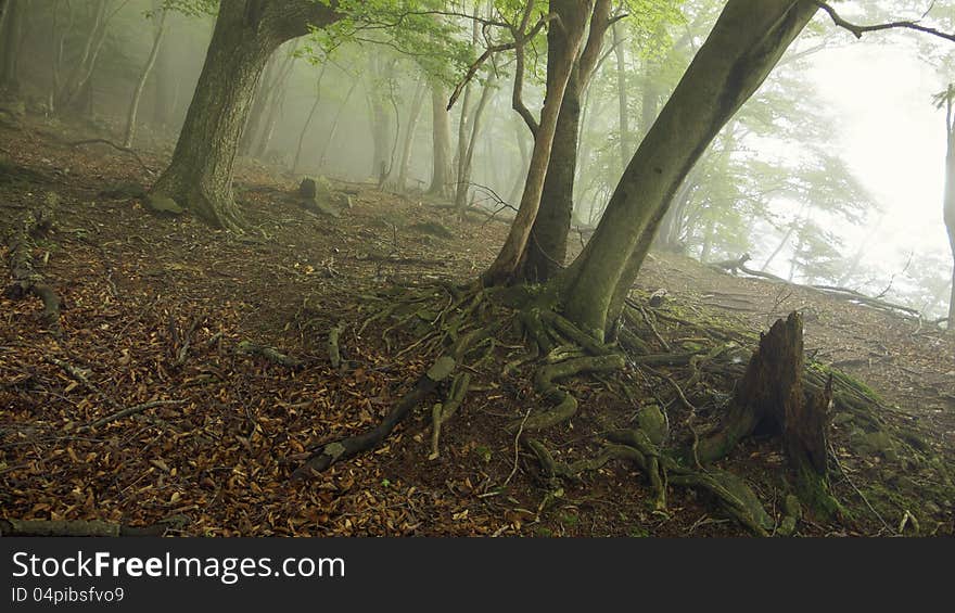 Foggy forest