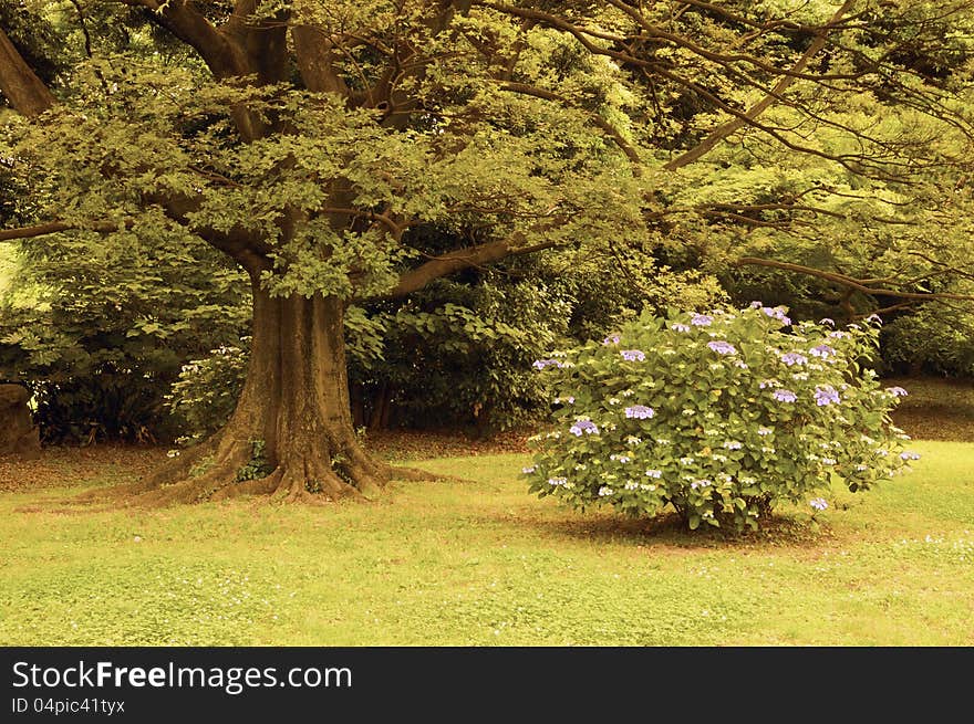 Big tree and Hydrangea blossom bush in Japanese summer park. Big tree and Hydrangea blossom bush in Japanese summer park