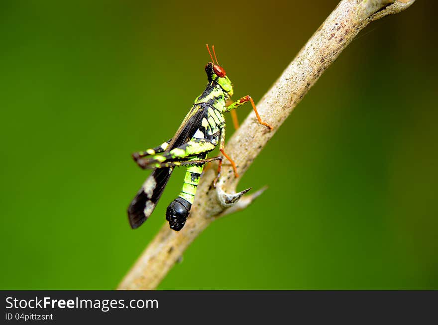 A short-horned grasshopper on stick. A short-horned grasshopper on stick.