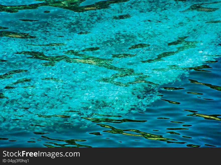 Jellyfish background. Aurelia aurita - moon jelly in a Black sea.