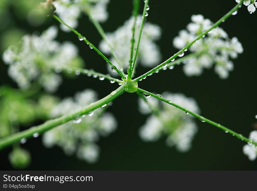 Closeup of water drops on wildflower with long stems. Nice green nature background. Closeup of water drops on wildflower with long stems. Nice green nature background