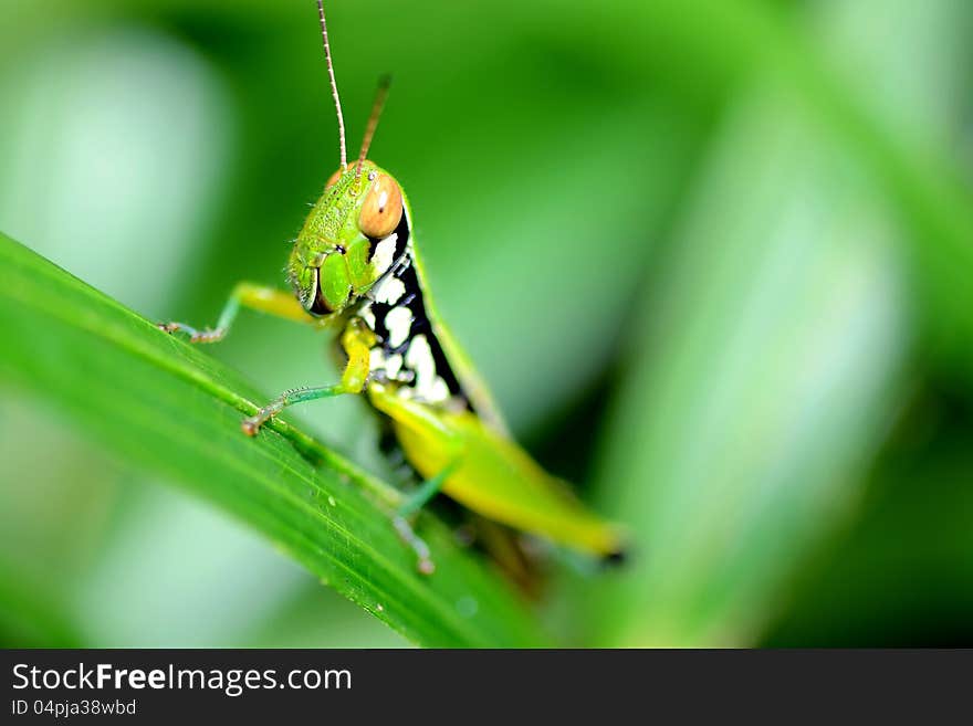 A short-horned grasshopper on rattan leaf. A short-horned grasshopper on rattan leaf.