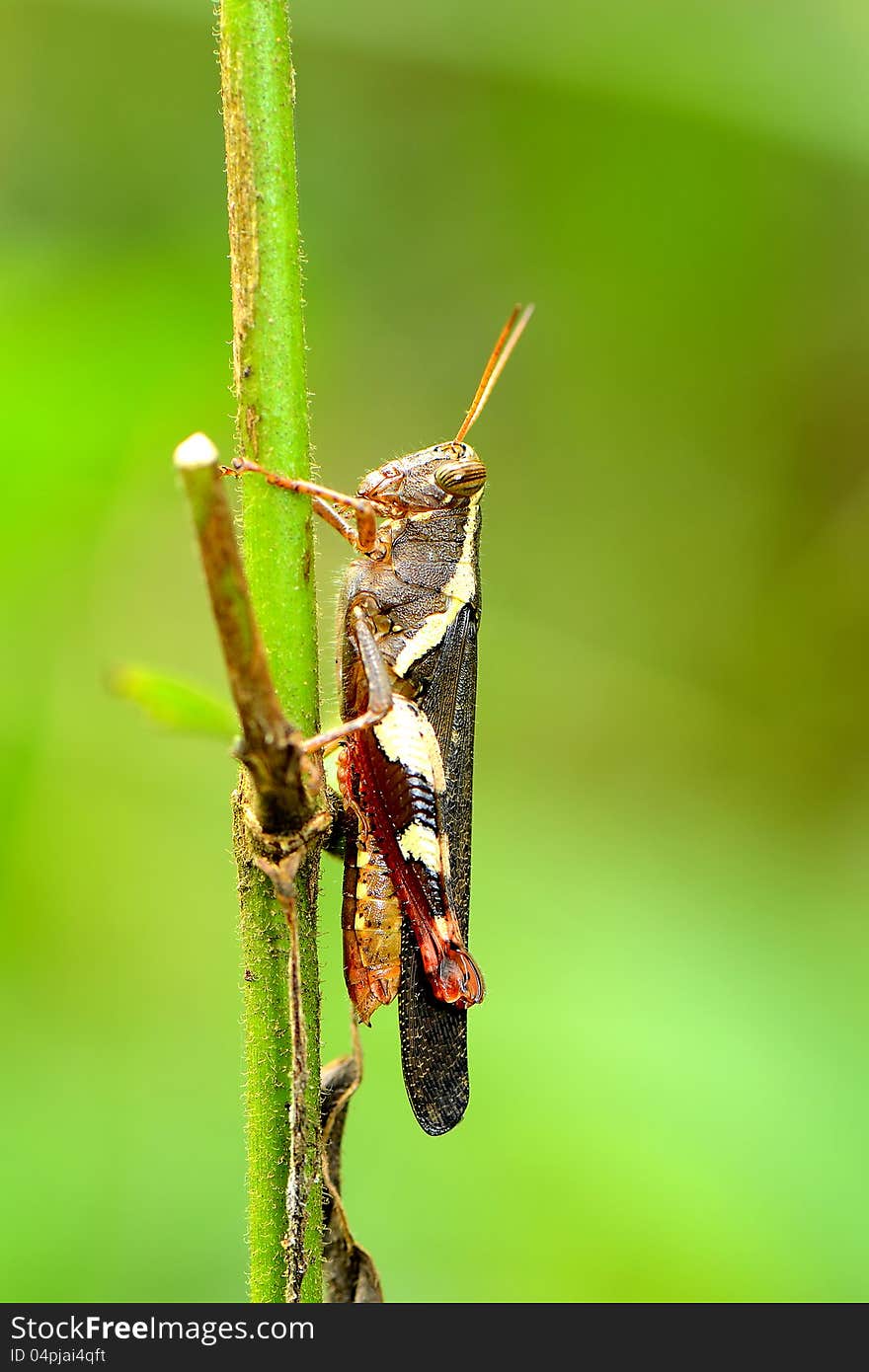 A short-horned grasshopper on stick. A short-horned grasshopper on stick.