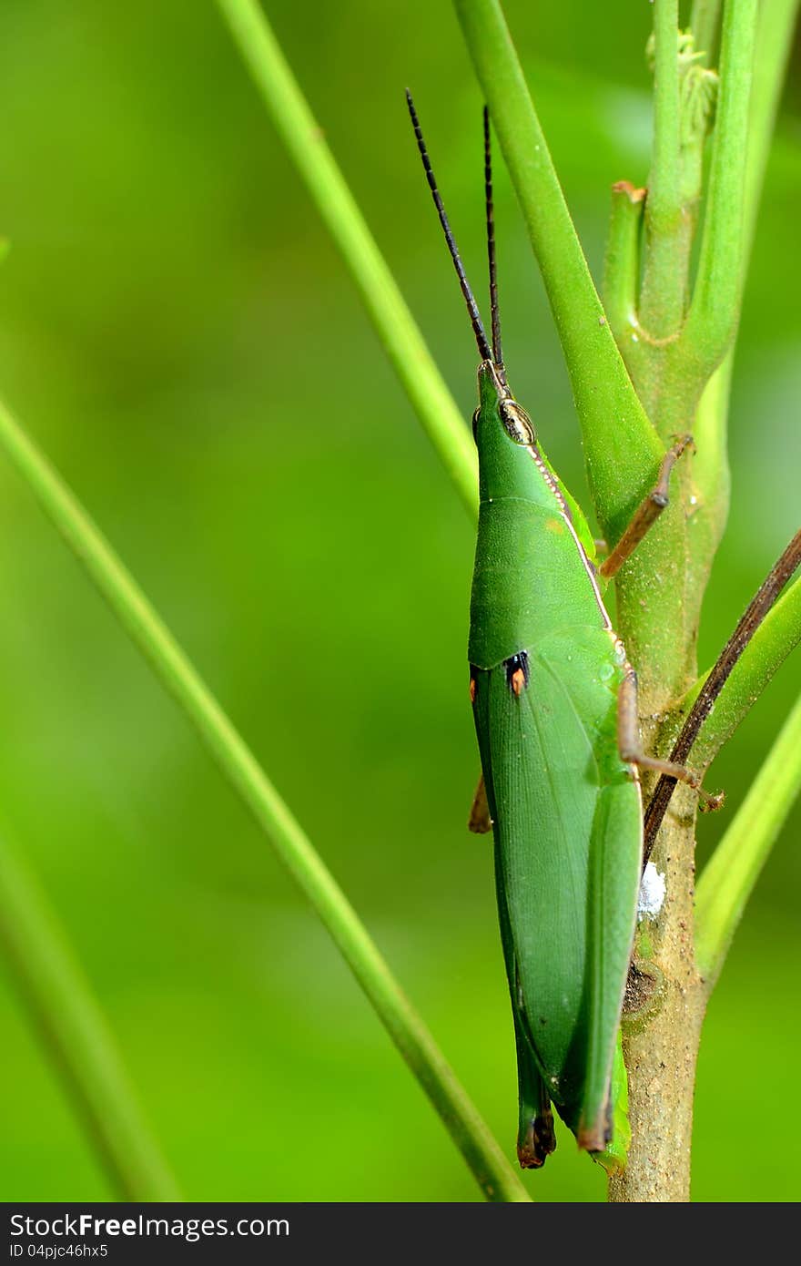 A short-horned grasshopper on stick. A short-horned grasshopper on stick.