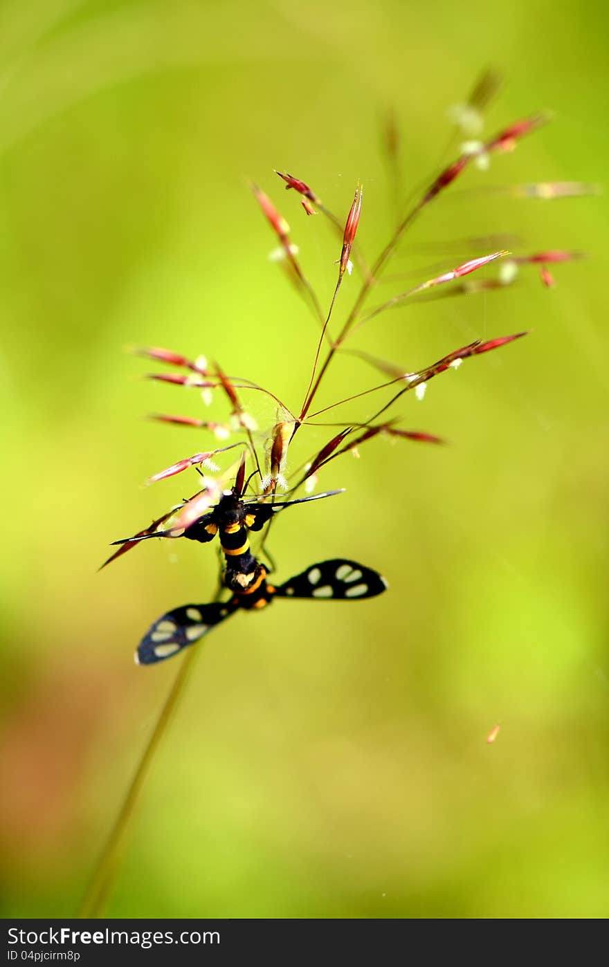 A couple of small black insect on grass. A couple of small black insect on grass.