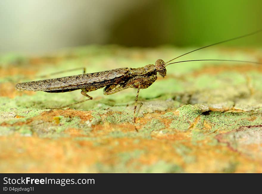 Brown grasshopper.