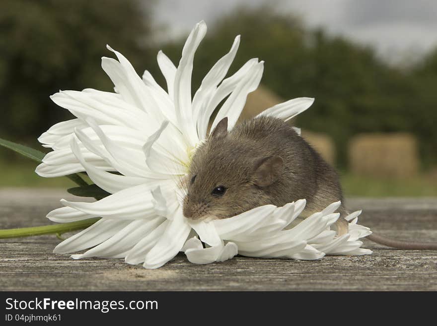 Little mouse sitting on the white flower. Little mouse sitting on the white flower