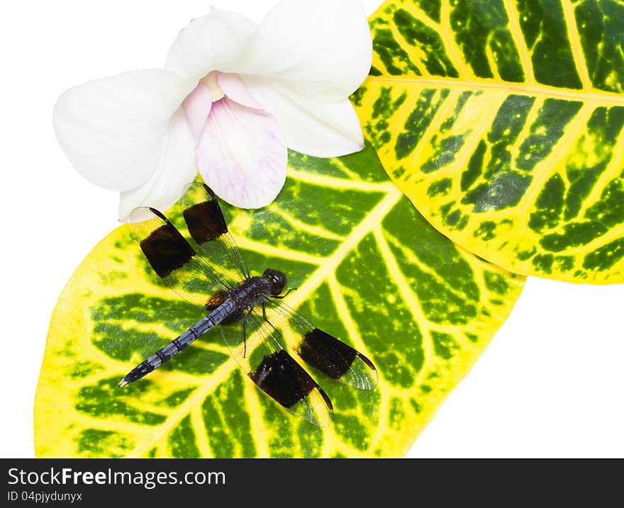 Dragonfly on a leaf near an orchid. Dragonfly on a leaf near an orchid