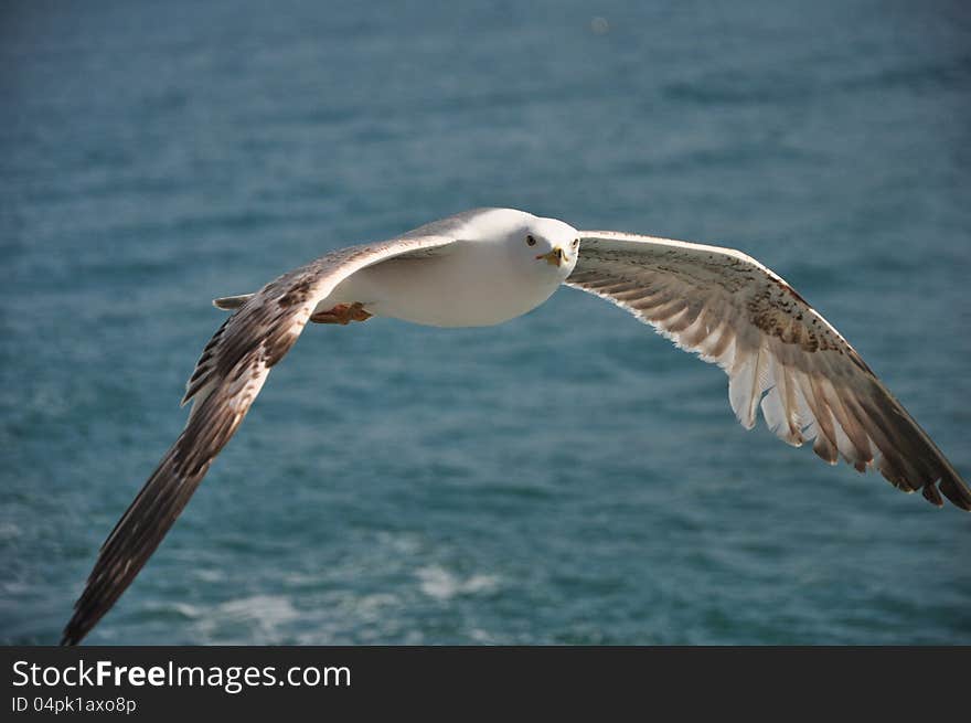 Nice seagull over Bosphorus (Turkey). Nice seagull over Bosphorus (Turkey)